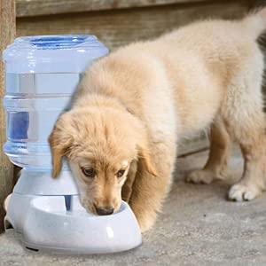 Pet Automatic Water Dispenser - Kaufivo
